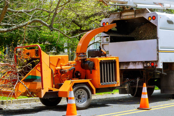 Professional Tree Services in Trabuco Canyon, CA